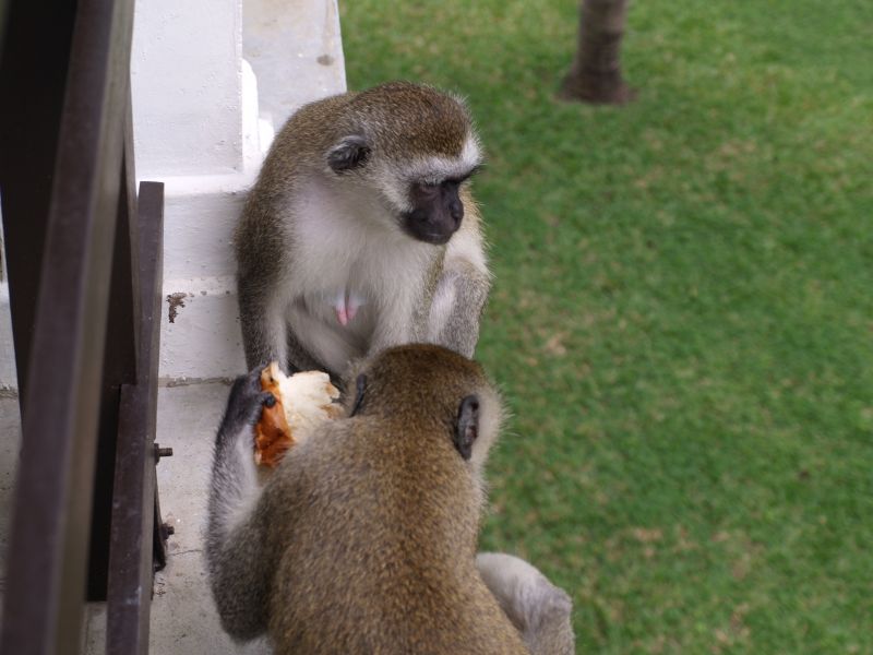 gal/Kenya/P7170049_Shanzu_Hotel.JPG