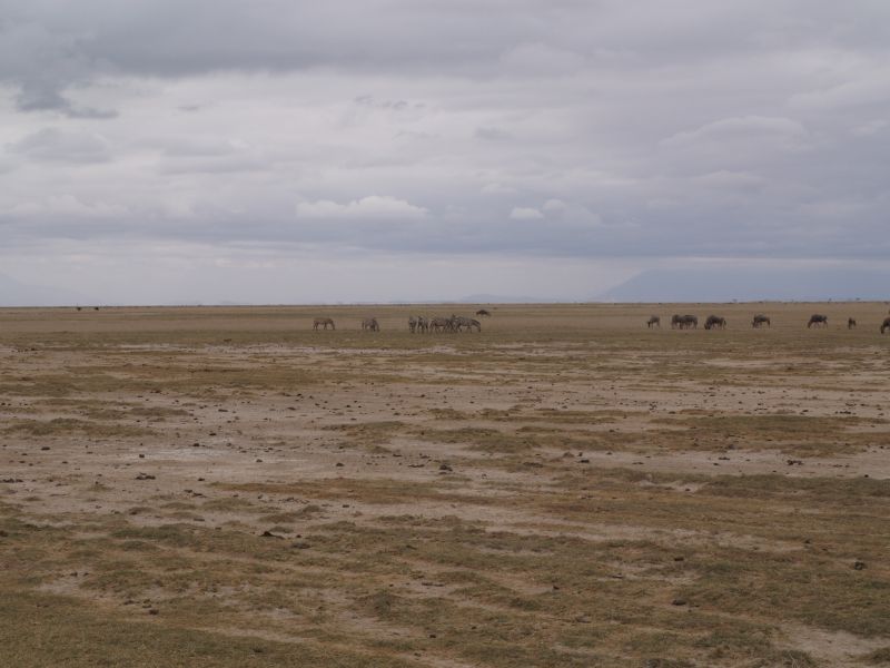gal/Kenya/P7180083_Amboseli_Safari.JPG