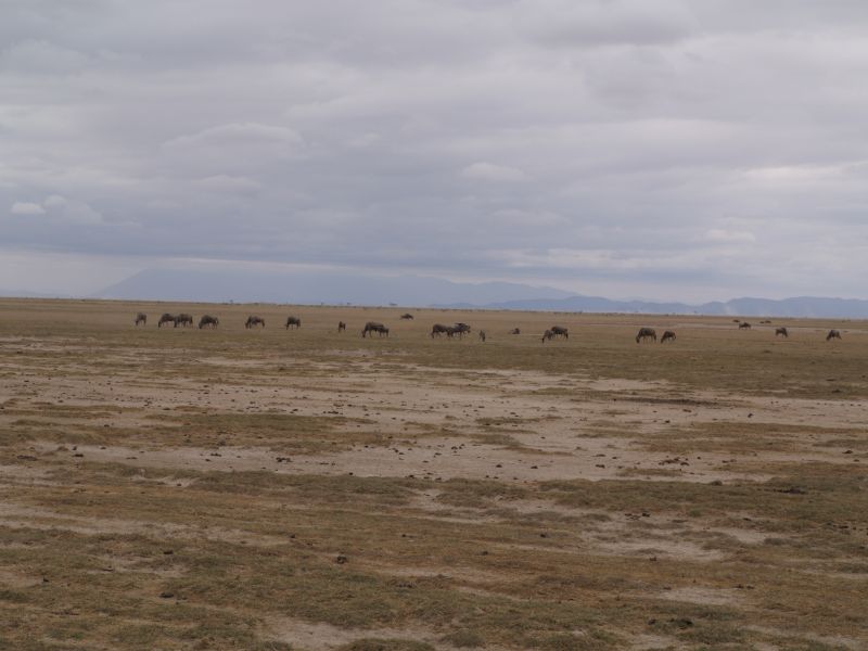 gal/Kenya/P7180084_Amboseli_Safari.JPG