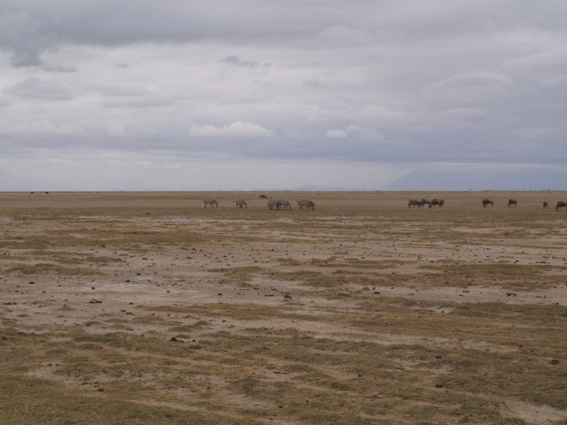 gal/Kenya/P7180085_Amboseli_Safari.JPG