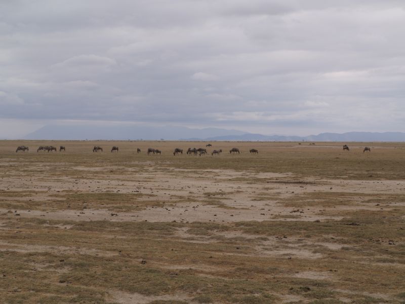 gal/Kenya/P7180086_Amboseli_Safari.JPG