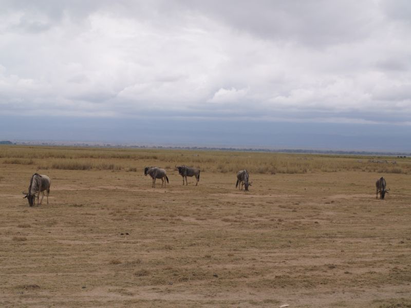 gal/Kenya/P7180088_Amboseli_Safari.JPG