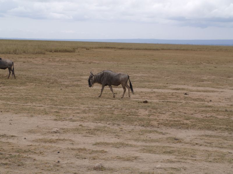 gal/Kenya/P7180089_Amboseli_Safari.JPG