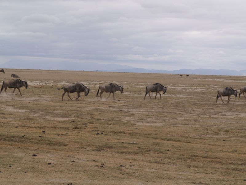 gal/Kenya/P7180090_Amboseli_Safari.JPG