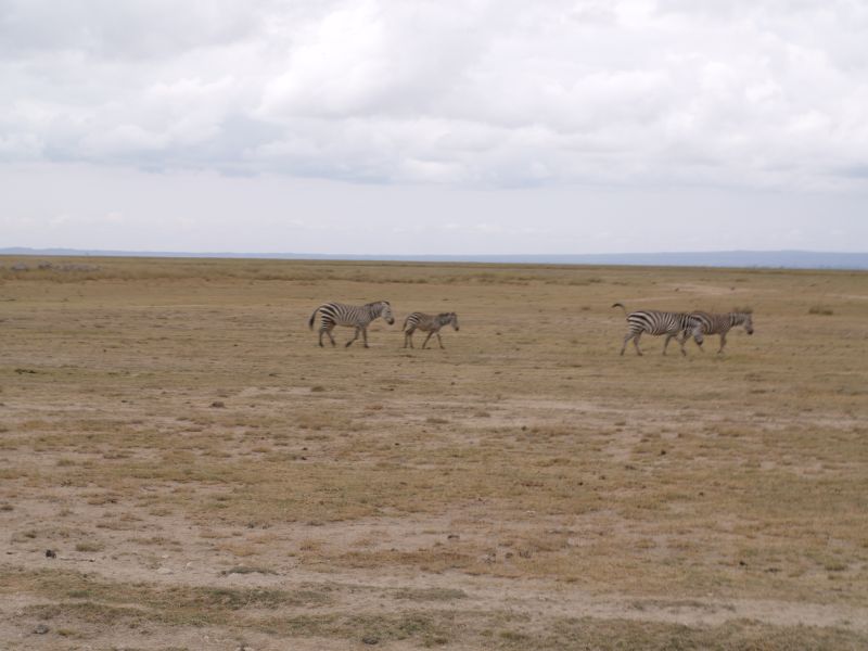 gal/Kenya/P7180092_Amboseli_Safari.JPG