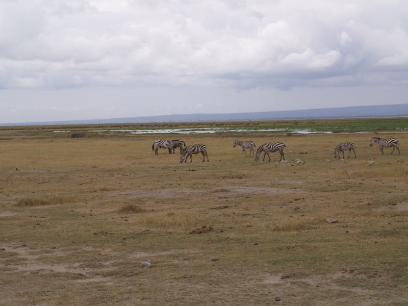 gal/Kenya/P7180094_Amboseli_Safari.JPG