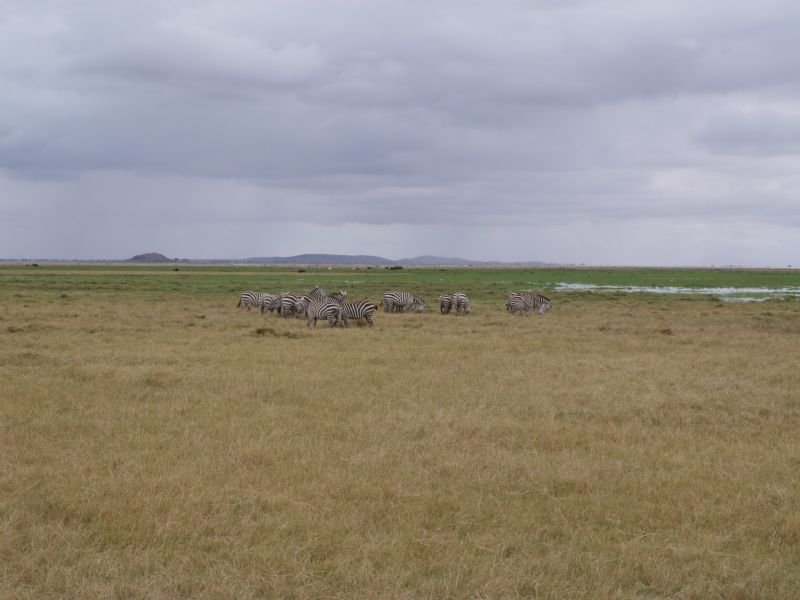 gal/Kenya/P7180102_Amboseli_Safari.JPG