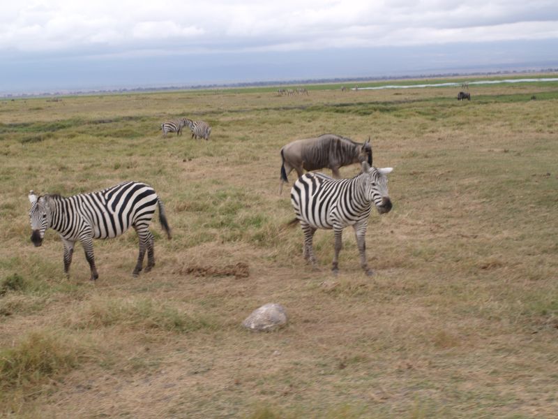 gal/Kenya/P7180105_Amboseli_Safari.JPG