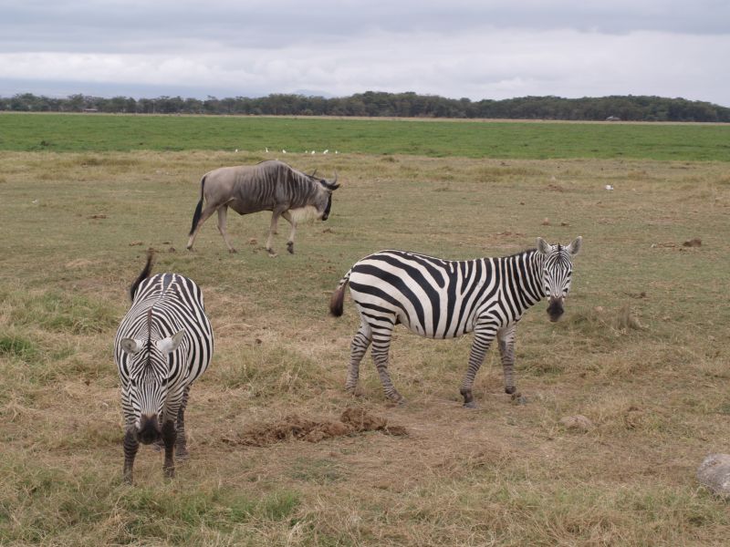 gal/Kenya/P7180106_Amboseli_Safari.JPG