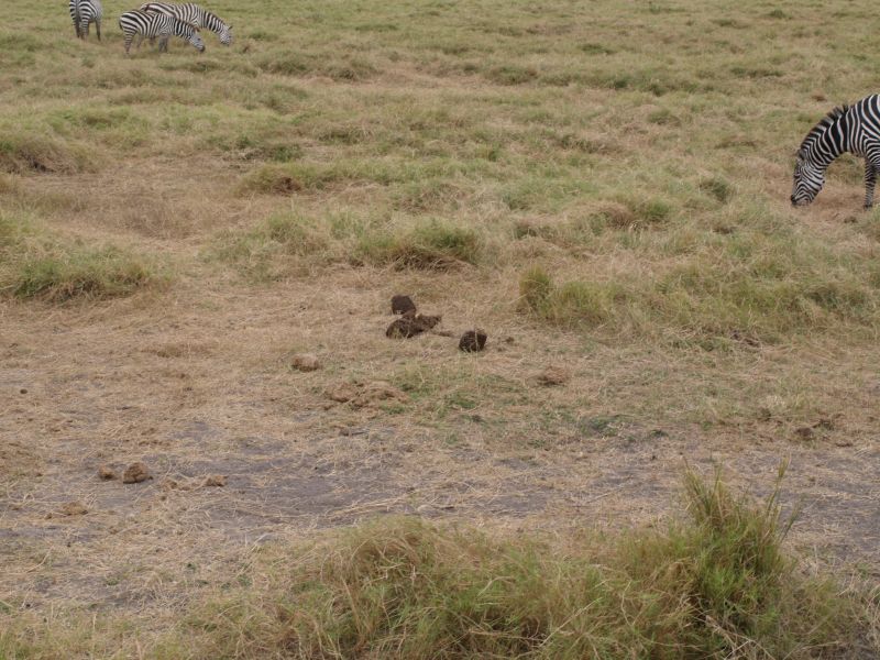 gal/Kenya/P7180108_Amboseli_Safari.JPG