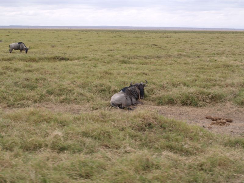 gal/Kenya/P7180109_Amboseli_Safari.JPG