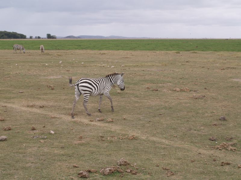 gal/Kenya/P7180110_Amboseli_Safari.JPG