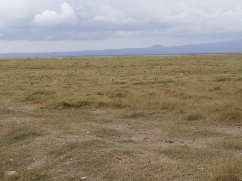 gal/Kenya/P7180113_Amboseli_Safari.JPG