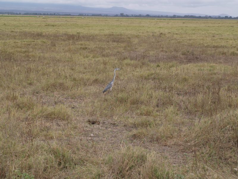 gal/Kenya/P7180117_Amboseli_Safari.JPG