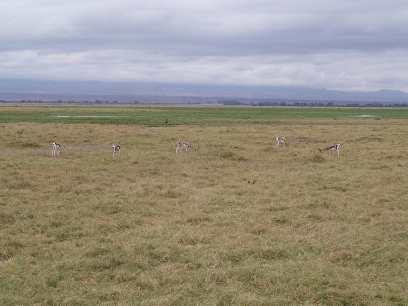 gal/Kenya/P7180119_Amboseli_Safari.JPG