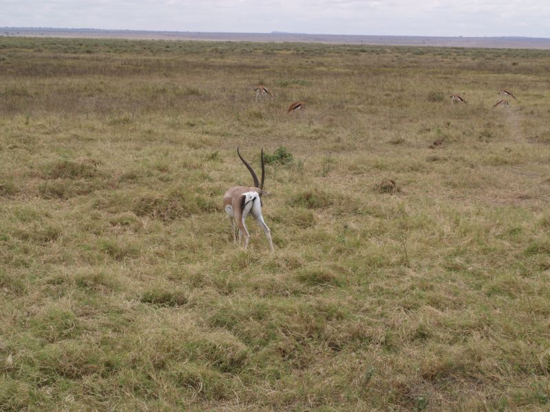 gal/Kenya/P7180120_Amboseli_Safari.JPG