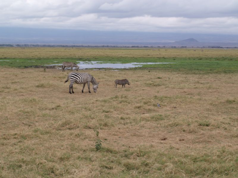 gal/Kenya/P7180124_Amboseli_Safari.JPG