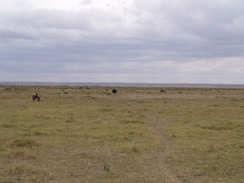 gal/Kenya/P7180132_Amboseli_Safari.JPG
