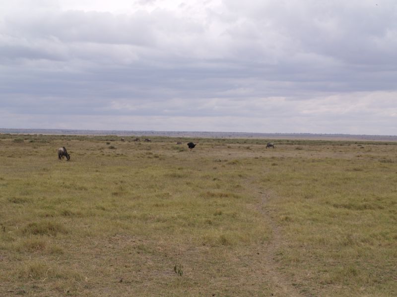 gal/Kenya/P7180133_Amboseli_Safari.JPG