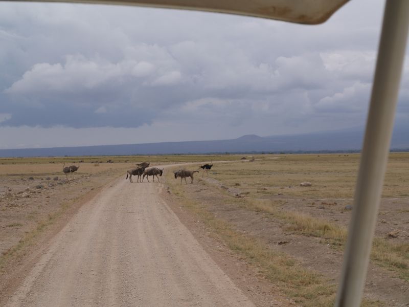 gal/Kenya/P7180137_Amboseli_Safari.JPG