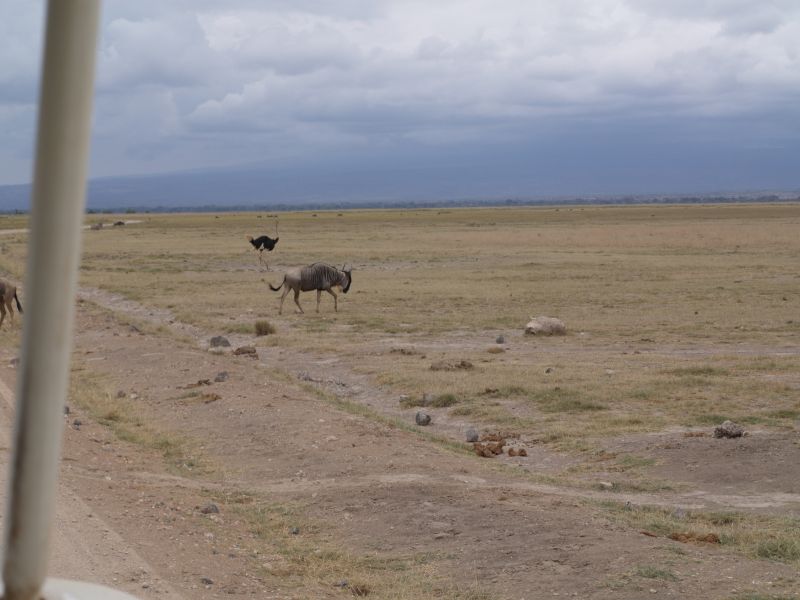 gal/Kenya/P7180139_Amboseli_Safari.JPG