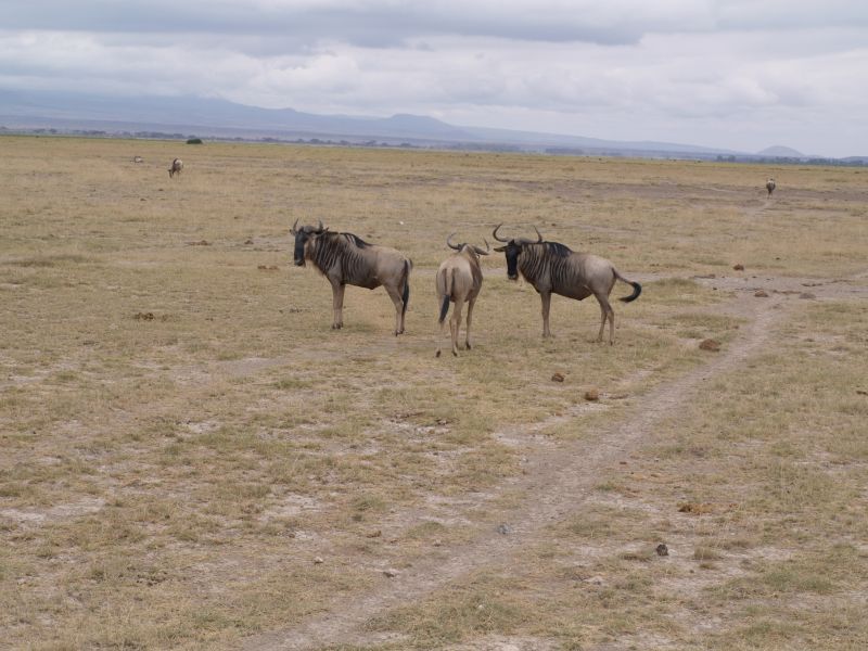 gal/Kenya/P7180142_Amboseli_Safari.JPG