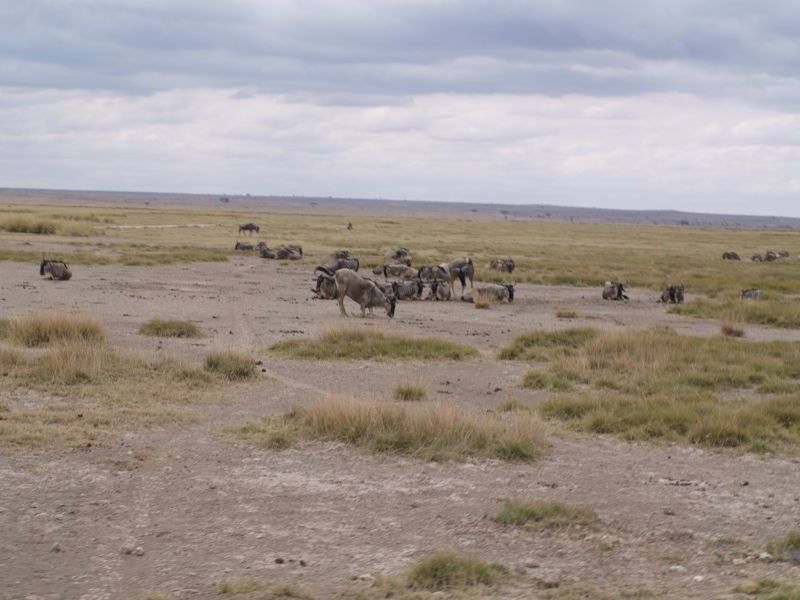 gal/Kenya/P7180144_Amboseli_Safari.JPG