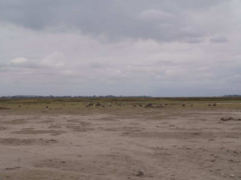 gal/Kenya/P7180147_Amboseli_Safari.JPG