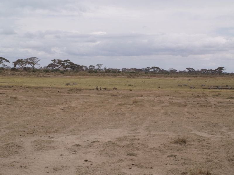 gal/Kenya/P7180150_Amboseli_Safari.JPG