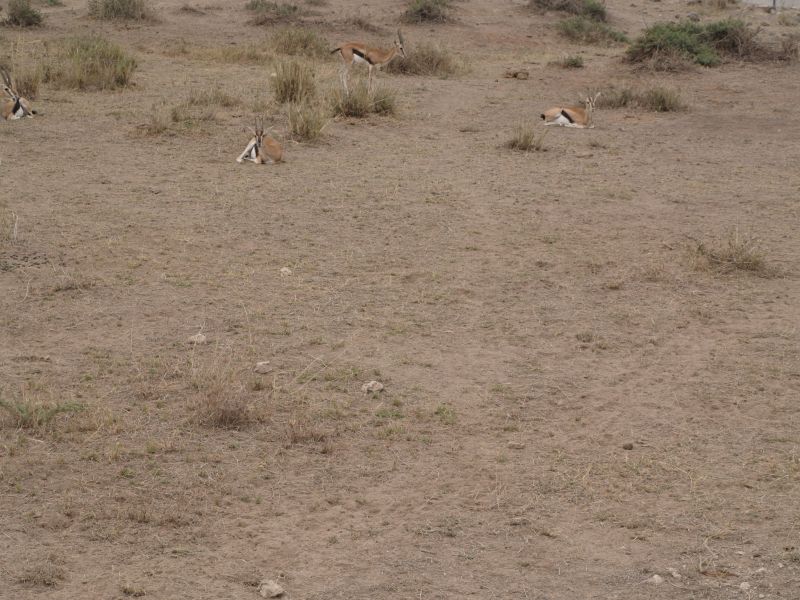gal/Kenya/P7180153_Amboseli_Safari.JPG