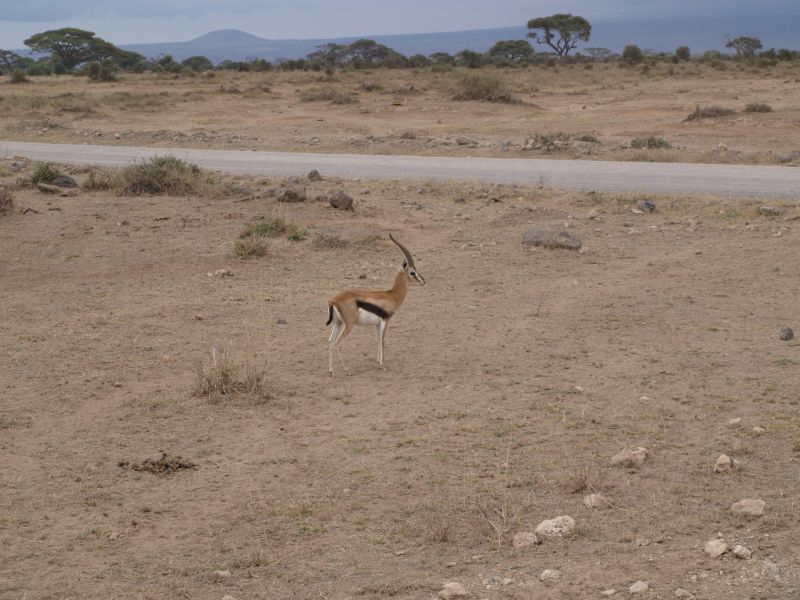 gal/Kenya/P7180155_Amboseli_Safari.JPG