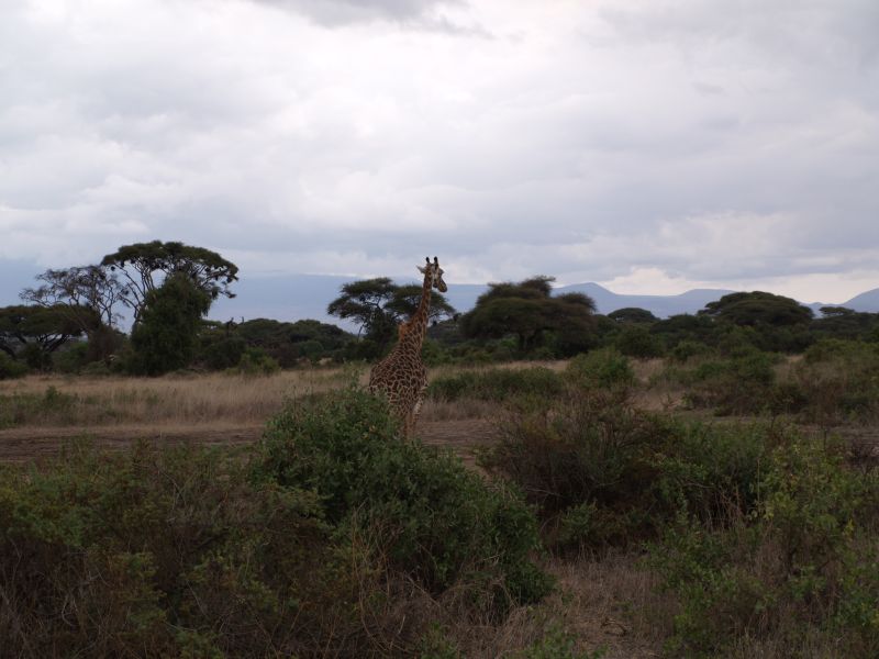 gal/Kenya/P7180183_Amboseli_Safari.JPG