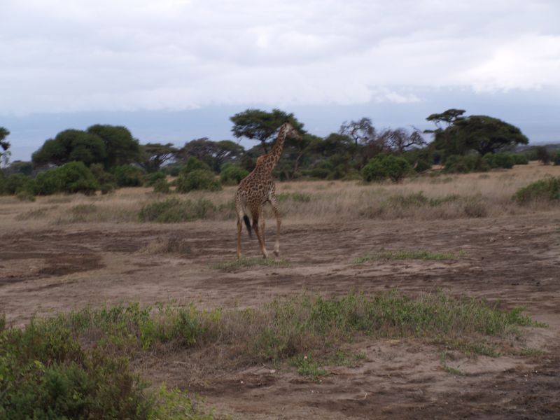 gal/Kenya/P7180184_Amboseli_Safari.JPG