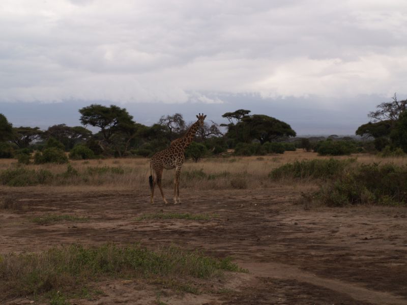 gal/Kenya/P7180186_Amboseli_Safari.JPG