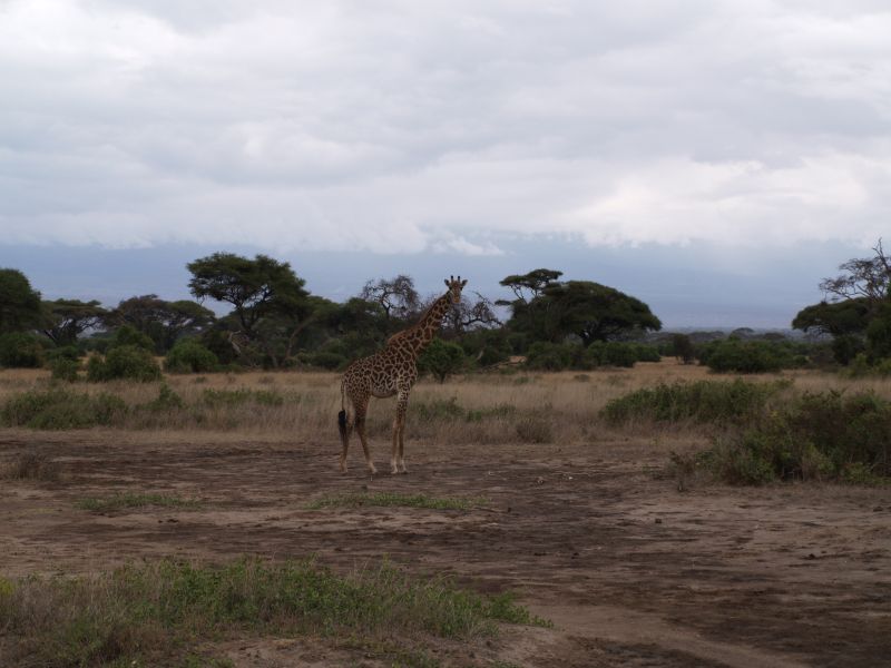 gal/Kenya/P7180187_Amboseli_Safari.JPG