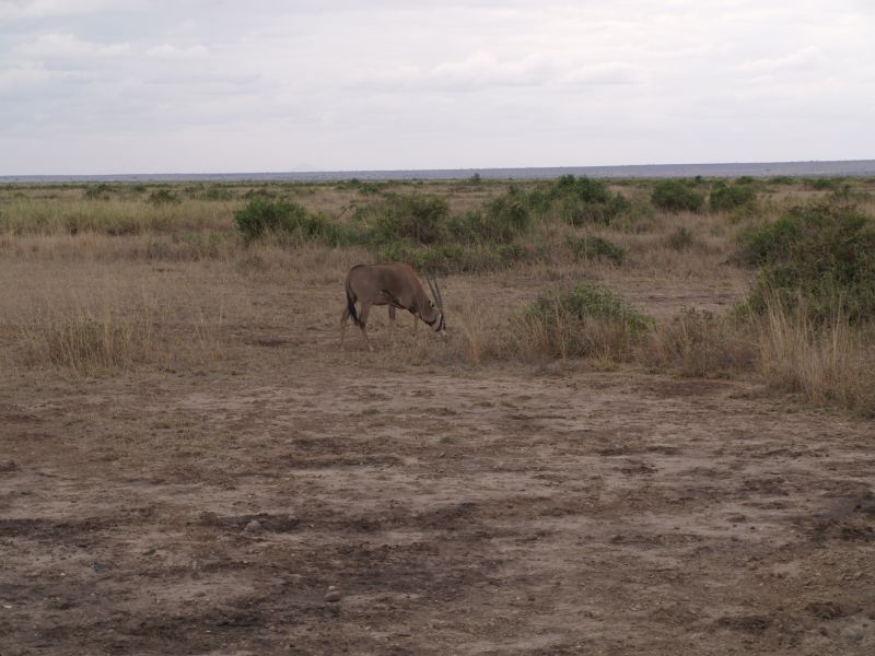 gal/Kenya/P7180189_Amboseli_Safari.JPG