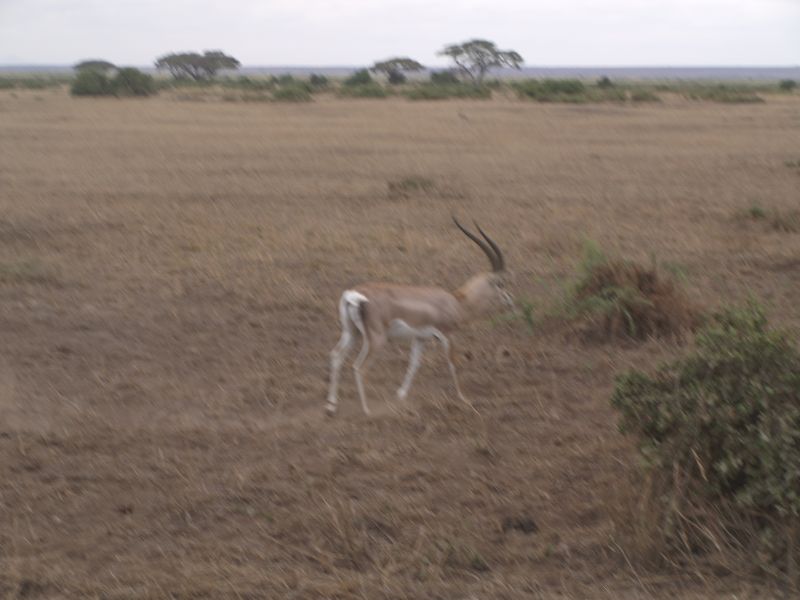 gal/Kenya/P7180192_Amboseli_Safari.JPG