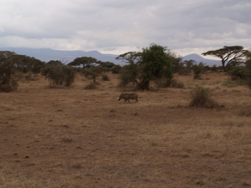 gal/Kenya/P7180193_Amboseli_Safari.JPG