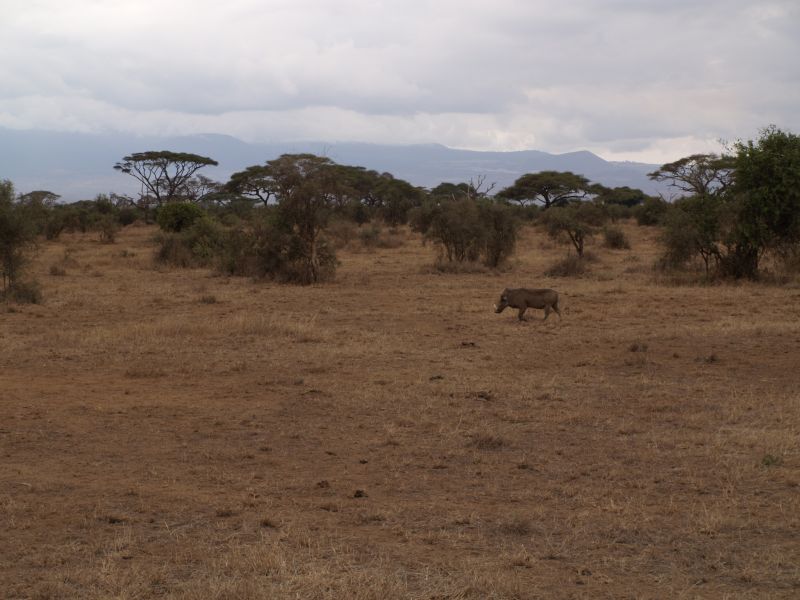 gal/Kenya/P7180194_Amboseli_Safari.JPG