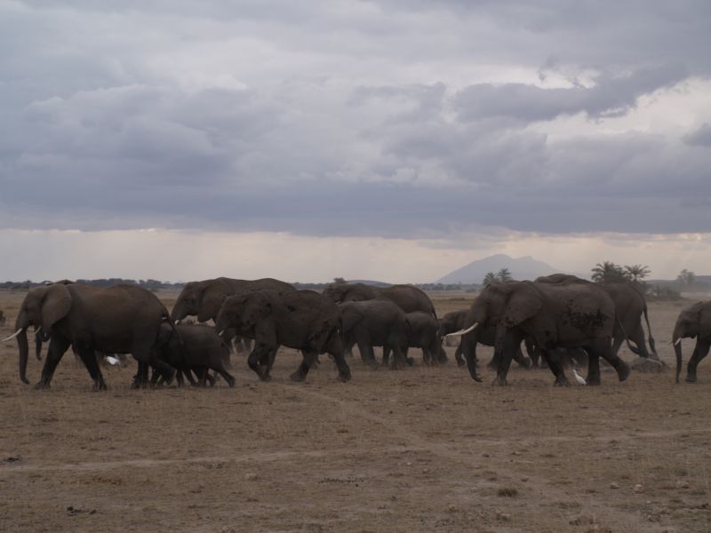 gal/Kenya/P7180246_Amboseli_Safari.JPG
