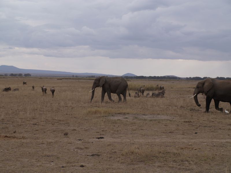 gal/Kenya/P7180248_Amboseli_Safari.JPG
