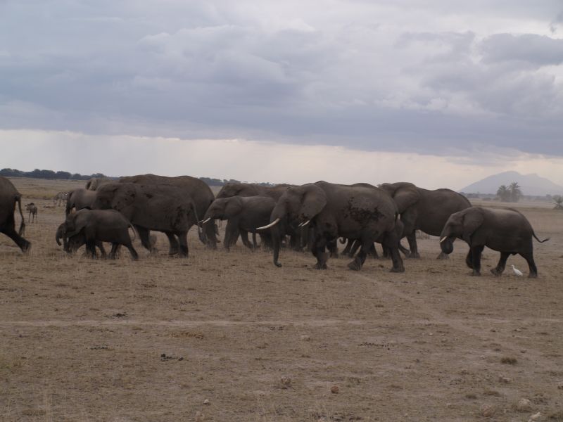 gal/Kenya/P7180249_Amboseli_Safari.JPG
