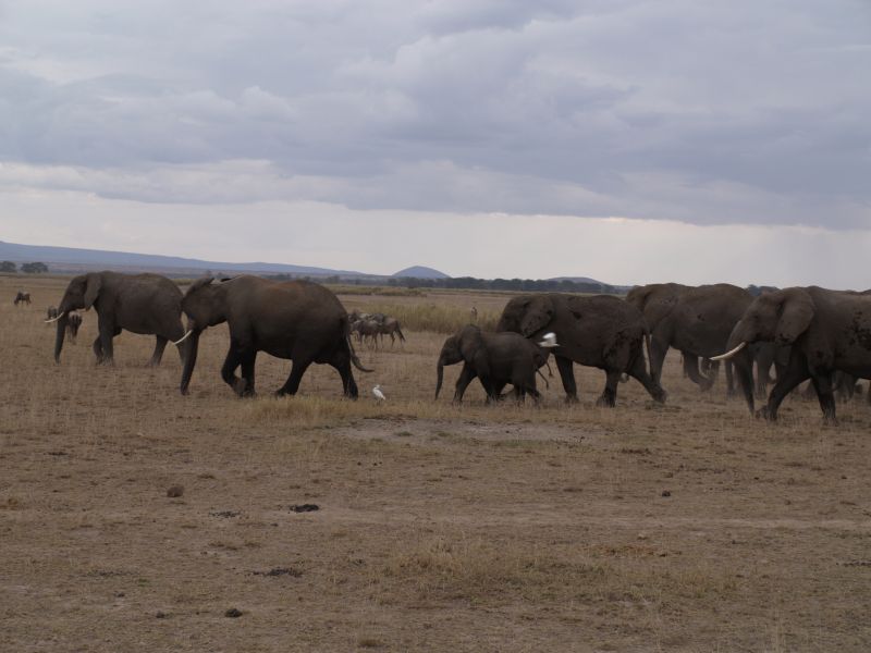 gal/Kenya/P7180251_Amboseli_Safari.JPG