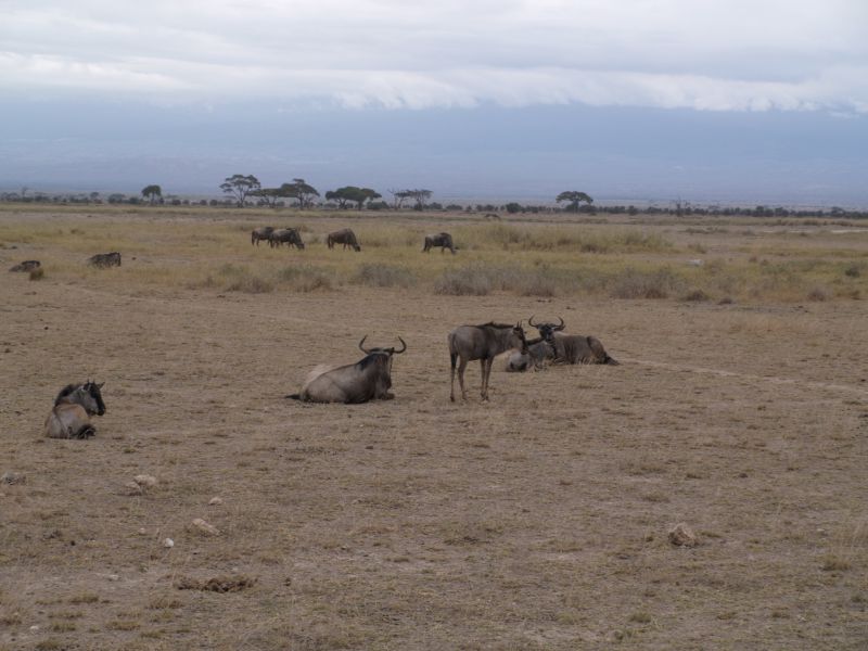 gal/Kenya/P7180255_Amboseli_Safari.JPG