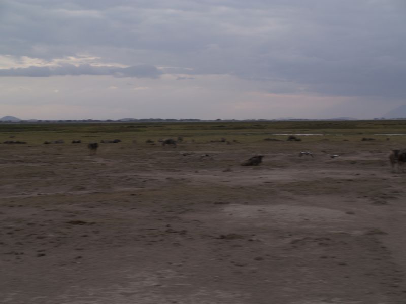 gal/Kenya/P7180283_Amboseli_Safari.JPG
