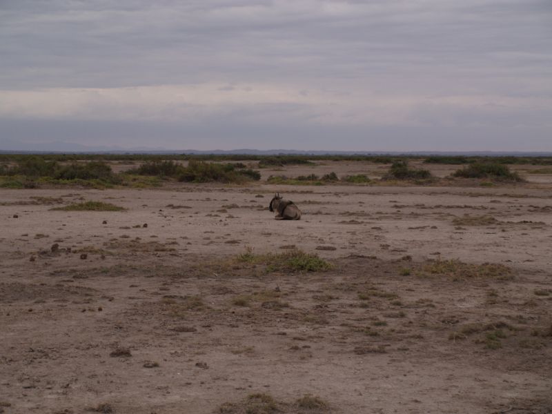 gal/Kenya/P7180288_Amboseli_Safari.JPG