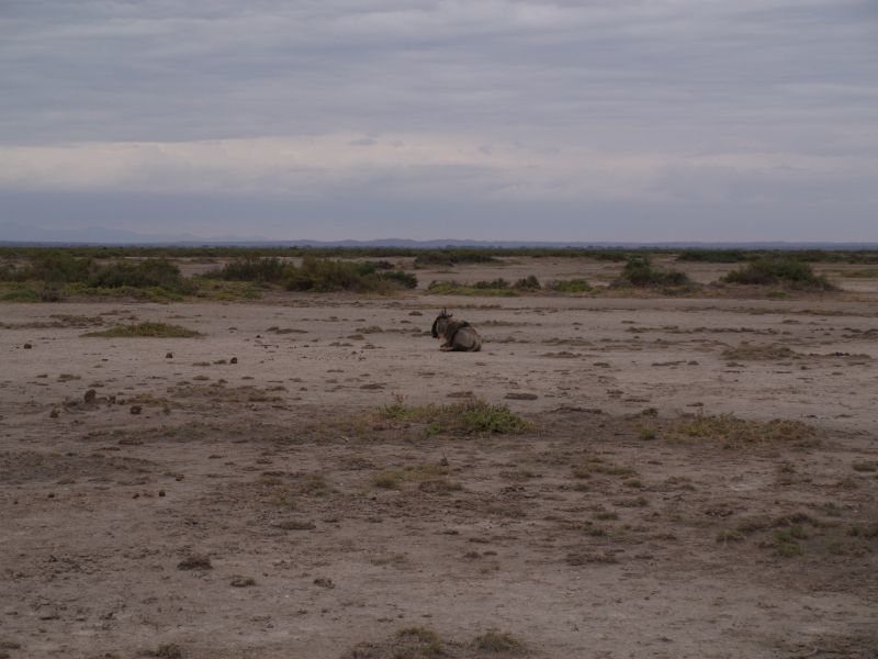 gal/Kenya/P7180289_Amboseli_Safari.JPG