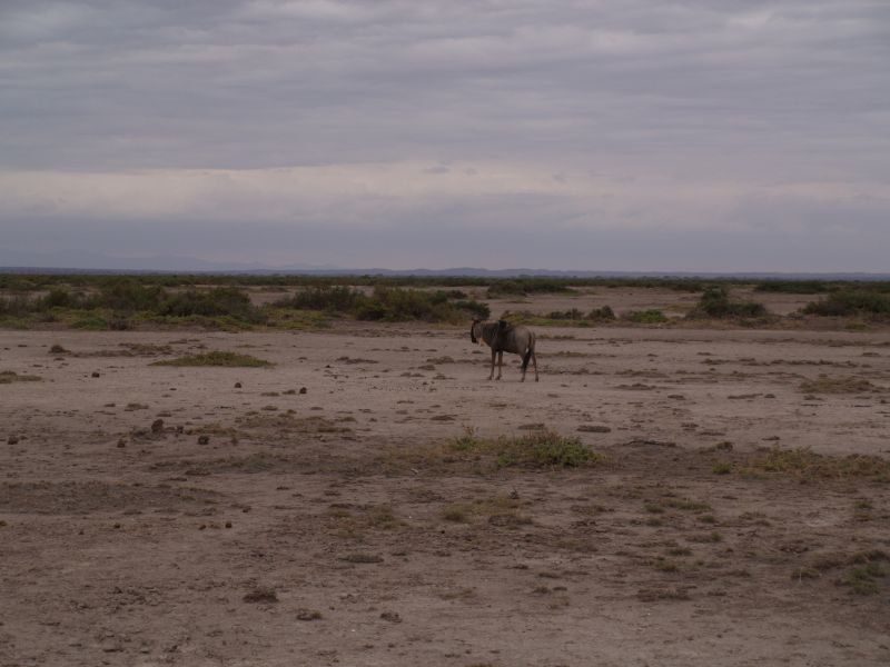 gal/Kenya/P7180290_Amboseli_Safari.JPG