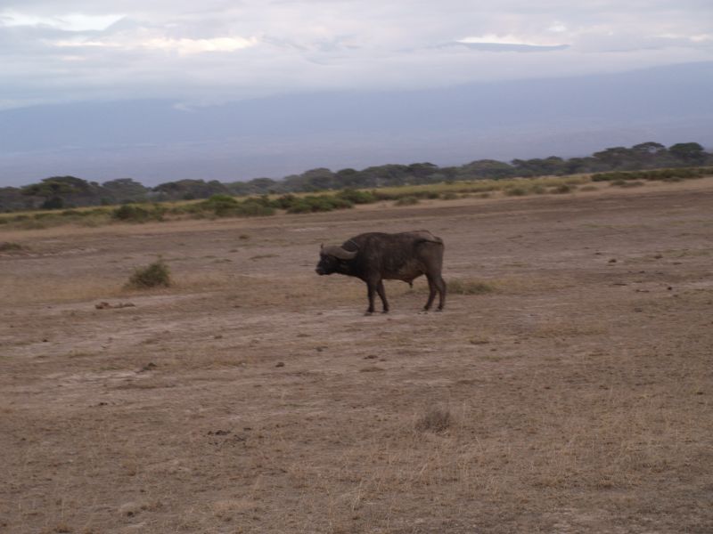 gal/Kenya/P7180299_Amboseli_Safari.JPG