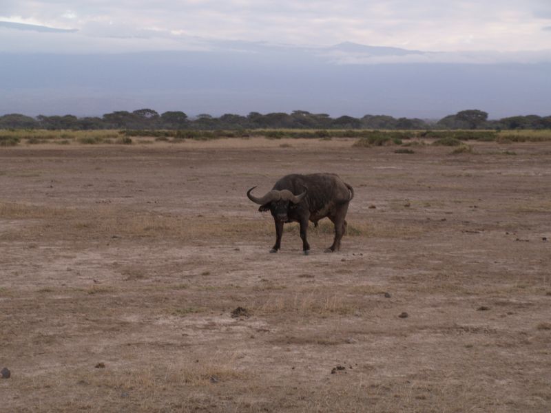 gal/Kenya/P7180301_Amboseli_Safari.JPG